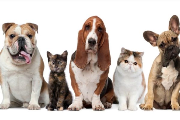 derechos-animales
