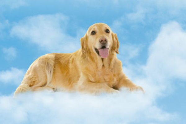 nos-vemos-en-el-cielo